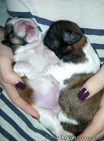 Щенки Ши-тцу. Великолепная ребетня. Очаровашки - <ro>Изображение</ro><ru>Изображение</ru> #2, <ru>Объявление</ru> #1508494