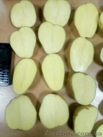 КАРТОФЕЛЬ - прямой поставщик из Украины - <ro>Изображение</ro><ru>Изображение</ru> #4, <ru>Объявление</ru> #1507378