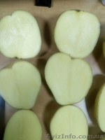 КАРТОФЕЛЬ - прямой поставщик из Украины - <ro>Изображение</ro><ru>Изображение</ru> #3, <ru>Объявление</ru> #1507378