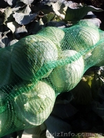 КАПУСТА БЕЛОКОЧАННАЯ - прямой поставщик из Украины - <ro>Изображение</ro><ru>Изображение</ru> #2, <ru>Объявление</ru> #1507380