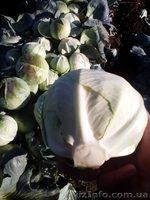 КАПУСТА БЕЛОКОЧАННАЯ - прямой поставщик из Украины - <ro>Изображение</ro><ru>Изображение</ru> #3, <ru>Объявление</ru> #1507380