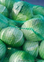 КАПУСТА БЕЛОКОЧАННАЯ - прямой поставщик из Украины - <ro>Изображение</ro><ru>Изображение</ru> #1, <ru>Объявление</ru> #1507380