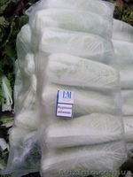 КАПУСТА ПЕКИНСКАЯ - прямой поставщик из Украины - <ro>Изображение</ro><ru>Изображение</ru> #1, <ru>Объявление</ru> #1507381