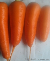 МОРКОВЬ - прямой поставщик из Украины - <ro>Изображение</ro><ru>Изображение</ru> #4, <ru>Объявление</ru> #1507376