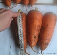 МОРКОВЬ - прямой поставщик из Украины - <ro>Изображение</ro><ru>Изображение</ru> #5, <ru>Объявление</ru> #1507376