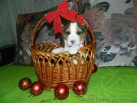 Продажа щенков Бигля - <ro>Изображение</ro><ru>Изображение</ru> #2, <ru>Объявление</ru> #1514577