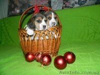 Продажа щенков Бигля - <ro>Изображение</ro><ru>Изображение</ru> #1, <ru>Объявление</ru> #1514577