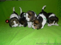 Продажа щенков Бигля - <ro>Изображение</ro><ru>Изображение</ru> #3, <ru>Объявление</ru> #1514577
