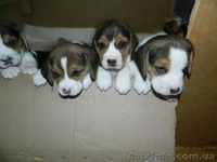 Продажа щенков Бигля - <ro>Изображение</ro><ru>Изображение</ru> #4, <ru>Объявление</ru> #1514577