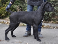 Породный щенок кане корсо от пары чемпионов ,кобель. КСУ. - <ro>Изображение</ro><ru>Изображение</ru> #3, <ru>Объявление</ru> #1515080