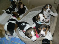 Продажа щенков Бигля - <ro>Изображение</ro><ru>Изображение</ru> #5, <ru>Объявление</ru> #1514577