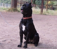 Породный щенок кане корсо от пары чемпионов ,кобель. КСУ. - <ro>Изображение</ro><ru>Изображение</ru> #4, <ru>Объявление</ru> #1515080