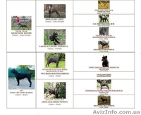 Породный щенок кане корсо от пары чемпионов ,кобель. КСУ. - <ro>Изображение</ro><ru>Изображение</ru> #6, <ru>Объявление</ru> #1515080