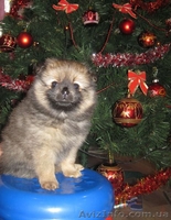 Девочка и мальчик померанского шпица - <ro>Изображение</ro><ru>Изображение</ru> #1, <ru>Объявление</ru> #1518881