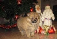 Девочка и мальчик померанского шпица - <ro>Изображение</ro><ru>Изображение</ru> #2, <ru>Объявление</ru> #1518881