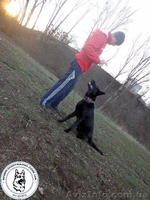 Дрессировка собак любых пород - <ro>Изображение</ro><ru>Изображение</ru> #2, <ru>Объявление</ru> #1525134