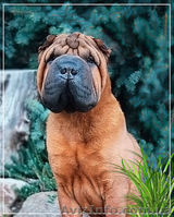 щеночки шарпейчиков красного окраса - <ro>Изображение</ro><ru>Изображение</ru> #5, <ru>Объявление</ru> #1525207