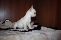 щеночки на лодошке - <ro>Изображение</ro><ru>Изображение</ru> #2, <ru>Объявление</ru> #1525206