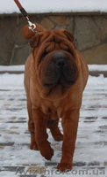 щеночки шарпейчиков красного окраса - <ro>Изображение</ro><ru>Изображение</ru> #6, <ru>Объявление</ru> #1525207