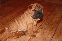 щеночки шарпейчиков красного окраса - <ro>Изображение</ro><ru>Изображение</ru> #1, <ru>Объявление</ru> #1525207