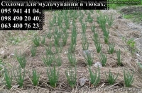 Солома для мульчування рослин в квадратних тюках вагою 20-25 кг - <ro>Изображение</ro><ru>Изображение</ru> #3, <ru>Объявление</ru> #1532004