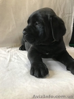 Кане Корсо - Клубные щенки чёрного и тигрового окраса - <ro>Изображение</ro><ru>Изображение</ru> #2, <ru>Объявление</ru> #1547383
