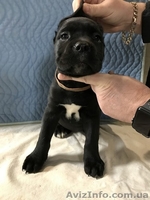 Кане Корсо - Клубные щенки чёрного и тигрового окраса - <ro>Изображение</ro><ru>Изображение</ru> #5, <ru>Объявление</ru> #1547383