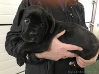 Кане Корсо - Клубные щенки чёрного и тигрового окраса - <ro>Изображение</ro><ru>Изображение</ru> #6, <ru>Объявление</ru> #1547383