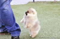 Щенок шпиц померанский - <ro>Изображение</ro><ru>Изображение</ru> #3, <ru>Объявление</ru> #1548442