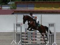 Продажа лошади.Спокойный и уравновешенный.  - <ro>Изображение</ro><ru>Изображение</ru> #2, <ru>Объявление</ru> #1549205