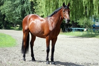 Продажа лошади.Спокойный и уравновешенный.  - <ro>Изображение</ro><ru>Изображение</ru> #4, <ru>Объявление</ru> #1549205