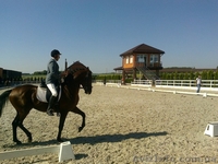 Продажа лошади.Спокойный и уравновешенный.  - <ro>Изображение</ro><ru>Изображение</ru> #6, <ru>Объявление</ru> #1549205