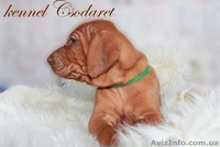 щенки венгерской легавой выжлы - <ro>Изображение</ro><ru>Изображение</ru> #2, <ru>Объявление</ru> #1551798