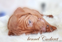 щенки венгерской легавой выжлы - <ro>Изображение</ro><ru>Изображение</ru> #3, <ru>Объявление</ru> #1551798