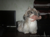 Ши-Тцу, перспективная девочка, КСУ - <ro>Изображение</ro><ru>Изображение</ru> #2, <ru>Объявление</ru> #1547951