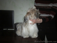 Ши-Тцу, перспективная девочка, КСУ - <ro>Изображение</ro><ru>Изображение</ru> #5, <ru>Объявление</ru> #1547951