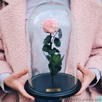 Роза под куполом - <ro>Изображение</ro><ru>Изображение</ru> #1, <ru>Объявление</ru> #1552426