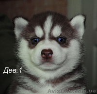 Сибирский хаски, щенки КСУ-FCI. - <ro>Изображение</ro><ru>Изображение</ru> #1, <ru>Объявление</ru> #1558047