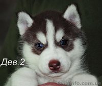 Сибирский хаски, щенки КСУ-FCI. - <ro>Изображение</ro><ru>Изображение</ru> #2, <ru>Объявление</ru> #1558047