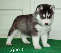Сибирский хаски, щенки КСУ-FCI. - <ro>Изображение</ro><ru>Изображение</ru> #4, <ru>Объявление</ru> #1558047