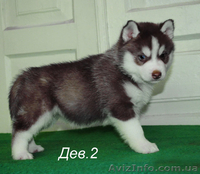 Сибирский хаски, щенки КСУ-FCI. - <ro>Изображение</ro><ru>Изображение</ru> #5, <ru>Объявление</ru> #1558047