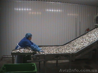 Камера копчения рыбы - <ro>Изображение</ro><ru>Изображение</ru> #1, <ru>Объявление</ru> #1560279