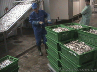 Камера копчения рыбы - <ro>Изображение</ro><ru>Изображение</ru> #3, <ru>Объявление</ru> #1560279