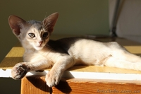 Абиссинские котята всех окрасов - <ro>Изображение</ro><ru>Изображение</ru> #2, <ru>Объявление</ru> #1555149