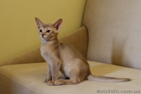 Абиссинские котята всех окрасов - <ro>Изображение</ro><ru>Изображение</ru> #5, <ru>Объявление</ru> #1555149