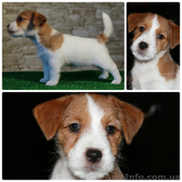 Щенки джек рассел терьера от чемпионов, есть Видео! - <ro>Изображение</ro><ru>Изображение</ru> #6, <ru>Объявление</ru> #1517930