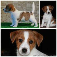 Щенки джек рассел терьера от чемпионов, есть Видео! - <ro>Изображение</ro><ru>Изображение</ru> #7, <ru>Объявление</ru> #1517930