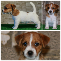 Щенки джек рассел терьера от чемпионов, есть Видео! - <ro>Изображение</ro><ru>Изображение</ru> #4, <ru>Объявление</ru> #1517930