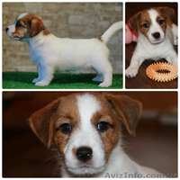 Щенки джек рассел терьера от чемпионов, есть Видео! - <ro>Изображение</ro><ru>Изображение</ru> #8, <ru>Объявление</ru> #1517930