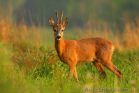 Куплю косулю.Животные / Растения - <ro>Изображение</ro><ru>Изображение</ru> #1, <ru>Объявление</ru> #1575500